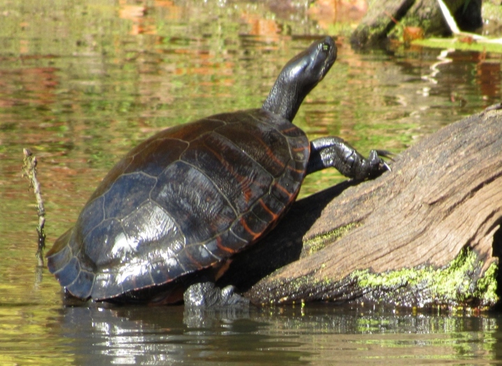 Redbelly Turtle